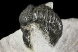 Detailed Gerastos Trilobite Fossil - Morocco #164738-2